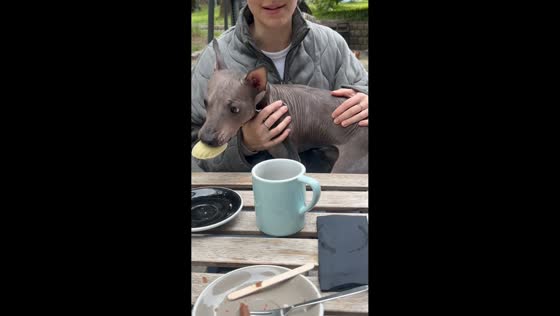 Dog hilariously steals food from owner's plate in Kaliningrad, Russia