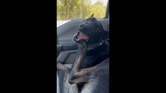 Dog hilariously scratches its itchy toe in California, USA