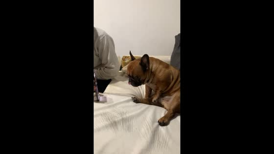 Dog exhibits sexual behavior while watching video of mating dogs