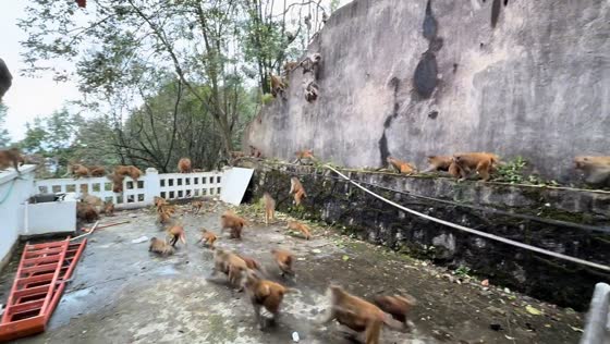 Large troop of monkeys descends at Qianling Mountain in Guizhou, China