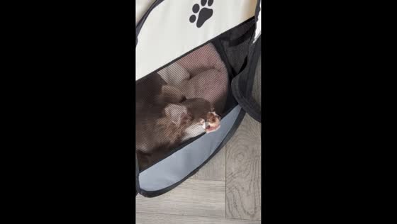 Chihuahua puppy chews through mesh playpen and finds open door in Kent, England, UK
