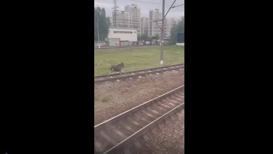 Wild elk's daring race: epic chase alongside Devyatkino Metro Station
