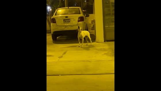 Video: dog in Lima, Peru barks strangely