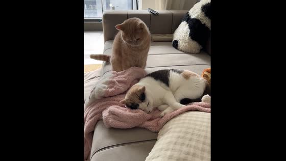 Playful cat sneaks attack on sofa buddy in Zhejiang, China