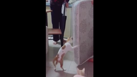 Paws-on assistance: feline helper joins the moving crew!