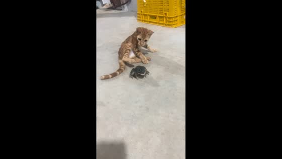 Kitten startled by loud frog sound in Guangdong, China