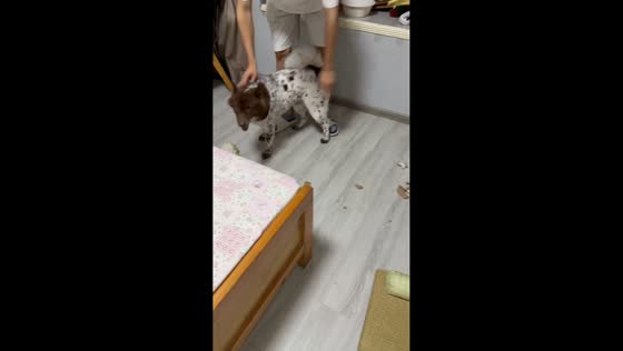 Playful dog hides under bed after being confronted over destroyed box in Shanghai, China