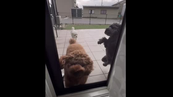 Dogs bump into closed door in Japan