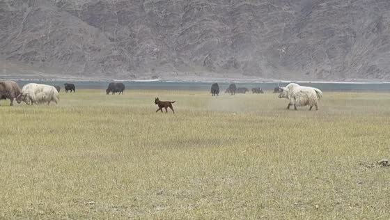 Dog tries to stop fighting yaks before being knocked down in Tibet, China