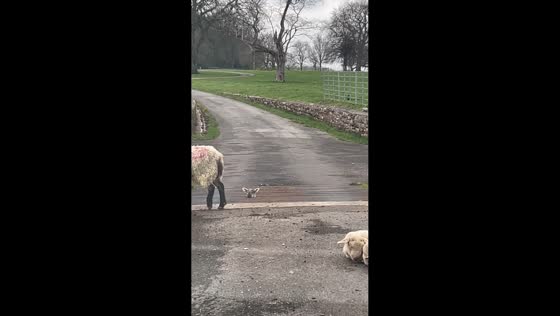 Lamb pops head through cattle grid in Burton, Texas, USA