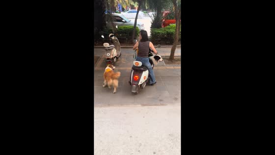 Dog struggles to climb onto motorcycle seat in Yunnan, China