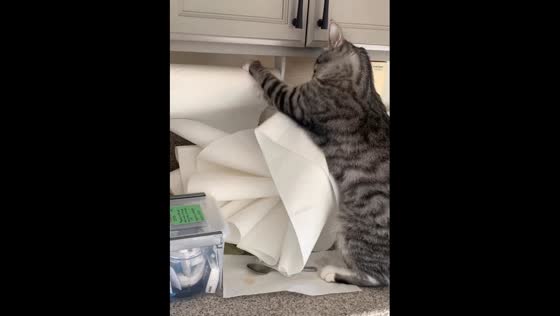Mischievous cat caught unrolling entire paper towel roll with teeth and paws