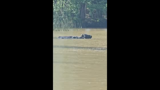 Veterinarian encounters swimming buffalo in Tigre Delta