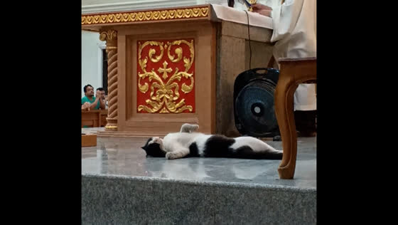 Cat joins priest during mass, charms attendees in Dasmariñas