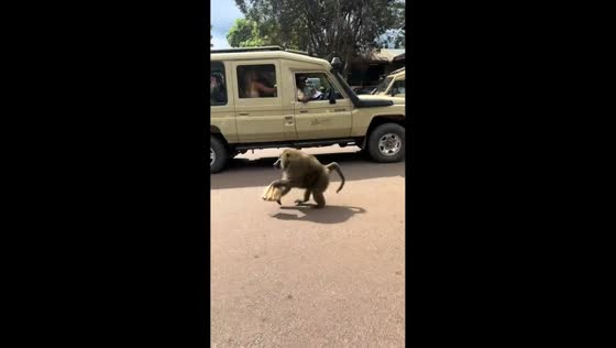 Monkeys steal food from vehicle in Ngorongoro, Tanzania