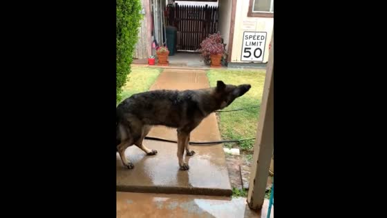 Dog happily plays with water from garden hose in Texas, USA