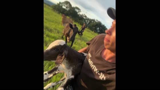 Cow chases person with calf