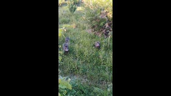 Man escapes wild boar attack by climbing rock in Confresa, Brazil