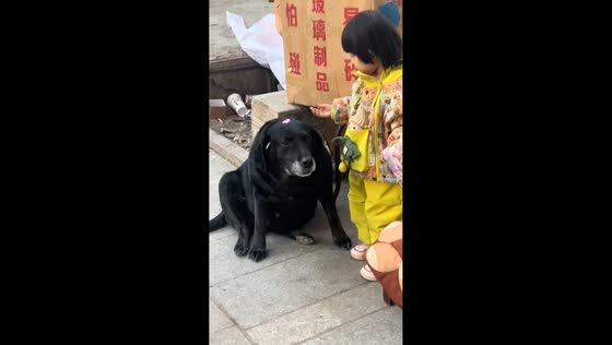 Child gently decorates calm dog with stickers in Heilongjiang, China