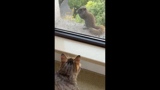 Curious cat watching squirrel eat in Zhejiang, China