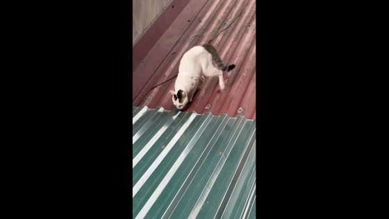 9-month-old Kát's hilarious attack mode: iron sheet shenanigans in Vietnam!
