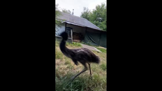 Energetic emu keeps sprinting past a man in Cherkasy, Ukraine