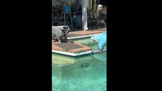 Two Australian cattle dogs bark at toy shark in Duarte, California