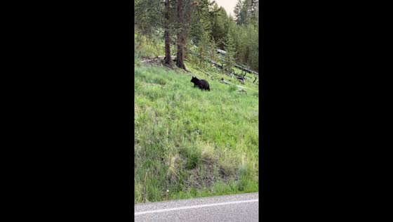 Black bear spotted descending hill in Yellowstone National Park, Wyoming, USA