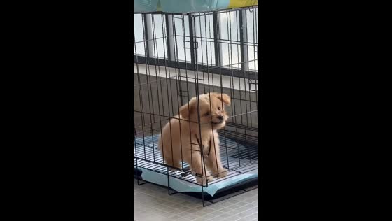 Puppy's dramatic cage protest amuses owner in Guangdong, China