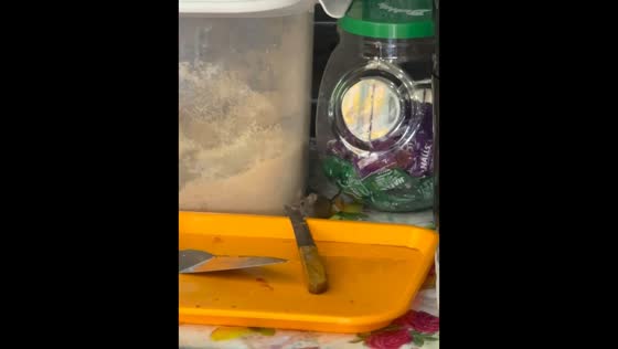 Rat sneaks onto table in San Juan, Dominican Republic