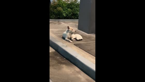 Unexpected dog and cat friendship in San Pablo, Laguna