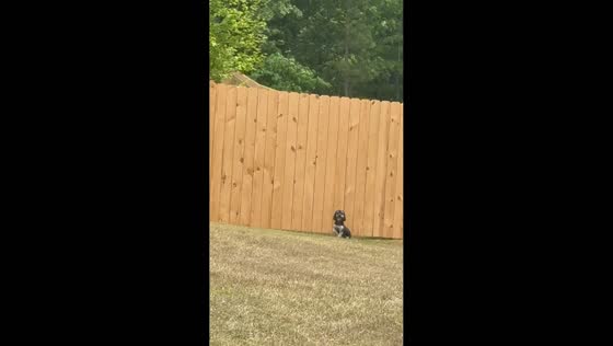 Dog squeezes under fence and waits calmly in Hampton, Georgia, USA
