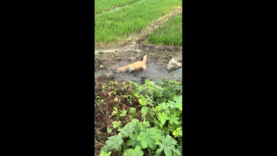 Dog enjoys mud bath in nearby field in Jiangsu, China