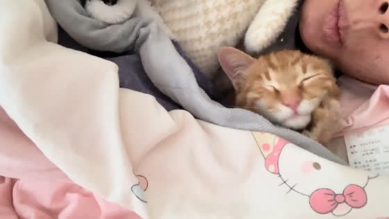 Kitten shakes head while resting in blanket in Guizhou, China