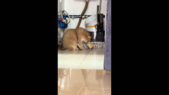Chick persistently follows cat around kitchen in Guangdong, China