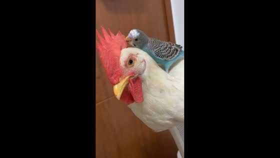 Parakeet plays with rooster’s comb in Hubei, China