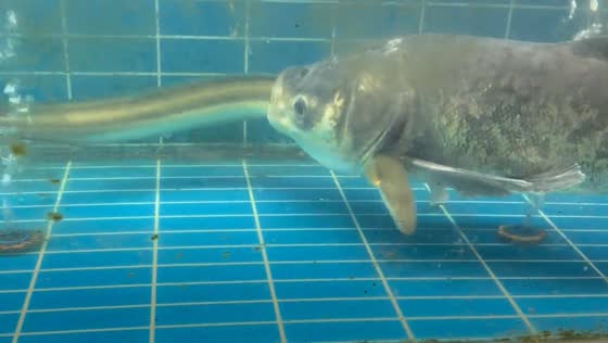 Fish swallows eel, eel exits through gills