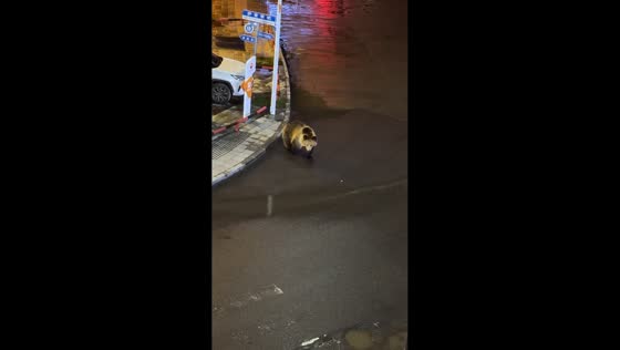 Calm bear ignores barking dog while wandering through city street in Xizang, China