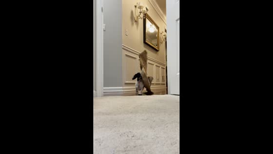 Dachshund Rubee plays with paper bag in Bayport, New York, USA