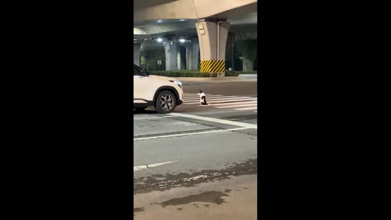 Dog delays traffic by sitting on pedestrian lane in Jiangsu, China