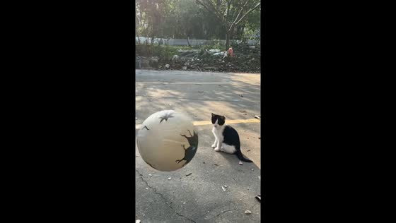 Adorable cat follows bouncing ball in Guangdong, China