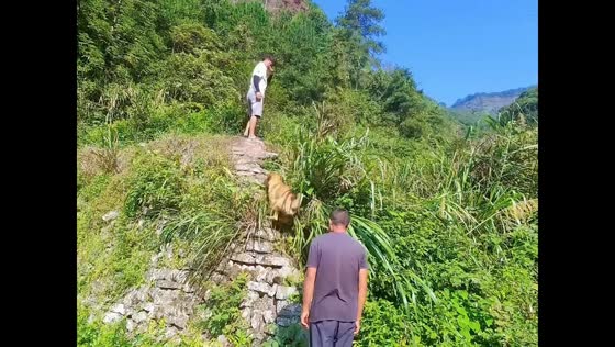 Dog hilariously struggles to climb steep rocky slope in Guangdong, China