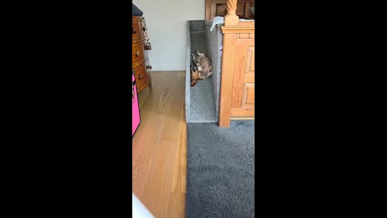Dog rolls down ramp while biting it in London, England