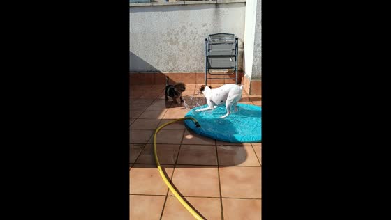 Dog's new pool sparks one-sided water play excitement