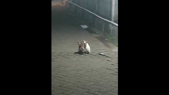 Two Funny Cats Spotted Sitting Together in the Middle of the Street at Night in Indonesia