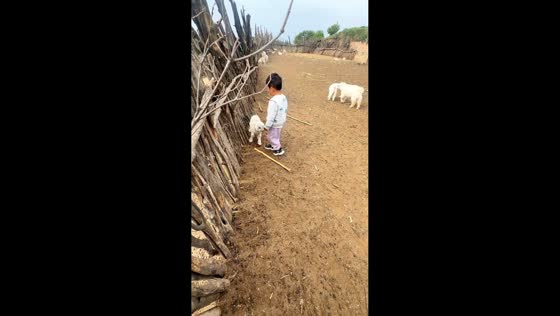 Child and lamb have playful clash beside fence in Shaanxi, China