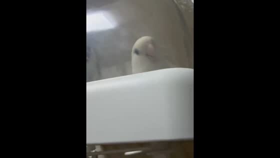 Playful bird reacts to surprise under cage in Shaanxi, China