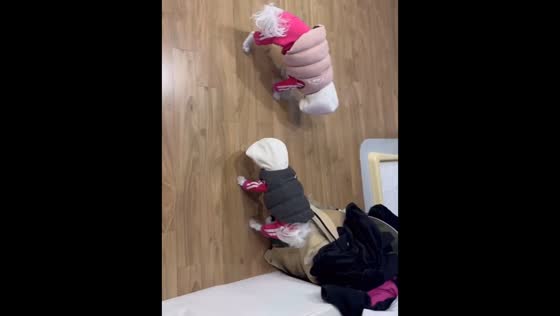 Dogs in hoodies stand frozen in Incheon, South Korea