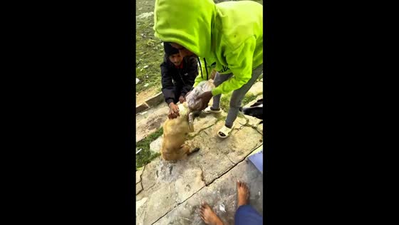 Dog rescued from plastic jar in Mughalsarai, India
