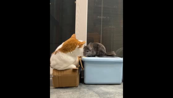 Cat startles chinchilla during playful interaction in Guizhou, China